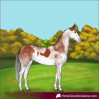 Horse Color:White Spotted Bay Splash  and White Spotted Bay Splash 