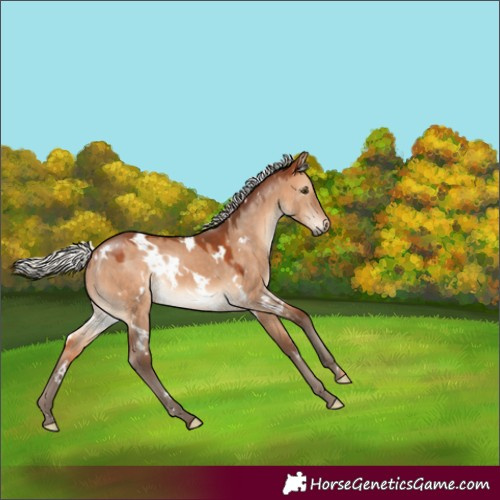 Horse Color:White Spotted Silver Brown Dun Rabicano 