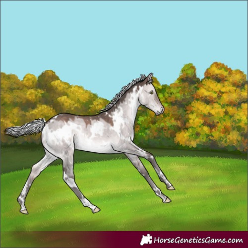 Horse Color:Platinum White Spotted Silver Brown Dun Rabicano 