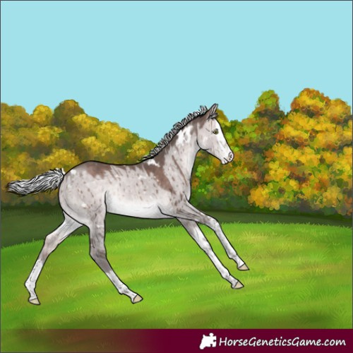 Horse Color:Platinum White Spotted Silver Brown Dun Splash Rabicano Brindle