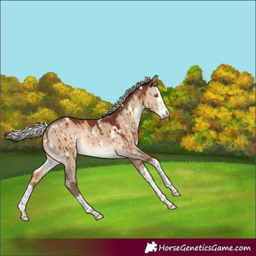 Horse Color:White Spotted Silver Bay Dun Splash Rabicano Brindle 