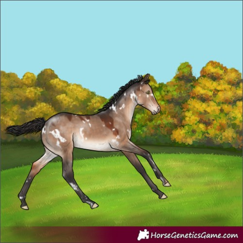 Horse Color:White Spotted Brown Dun Rabicano