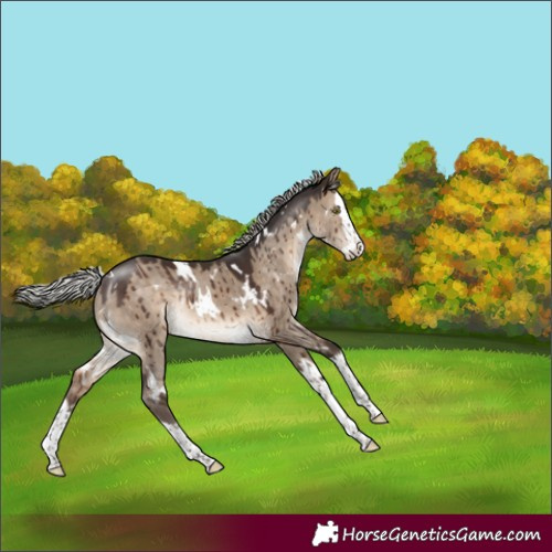 Horse Color:White Spotted Silver Brown Dun Splash Rabicano Brindle 