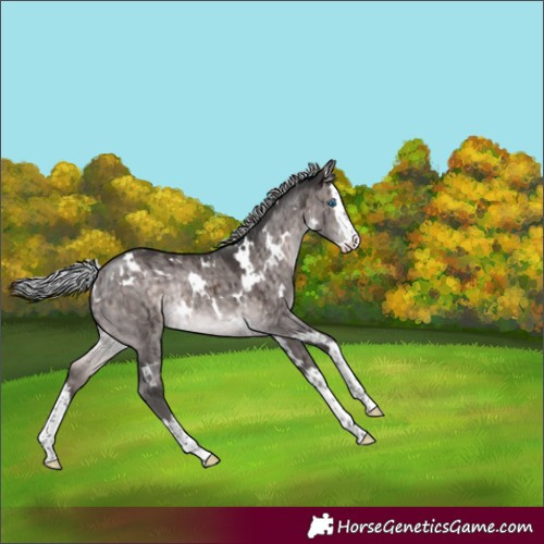 Horse Color:Platinum White Spotted Silver Brown Dun Splash Rabicano Brindle 