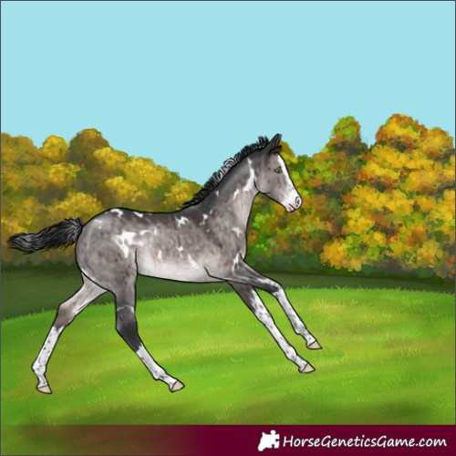 Horse Color:Platinum White Spotted Brown Dun Splash Rabicano Brindle 