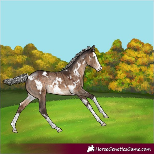 Horse Color:White Spotted Silver Brown Dun Splash Rabicano Brindle