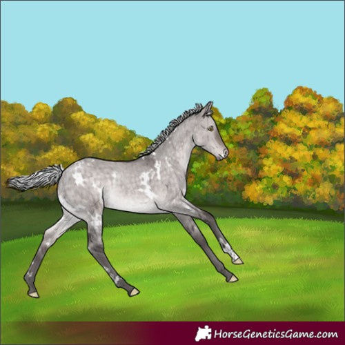 Horse Color:Platinum White Spotted Silver Brown Dun Rabicano Brindle 