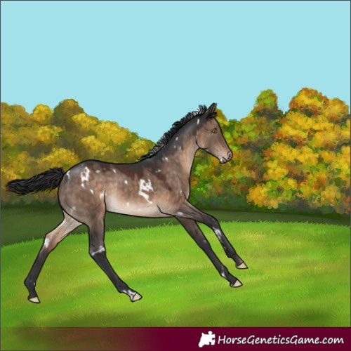 Horse Color:White Spotted Brown Dun Rabicano 