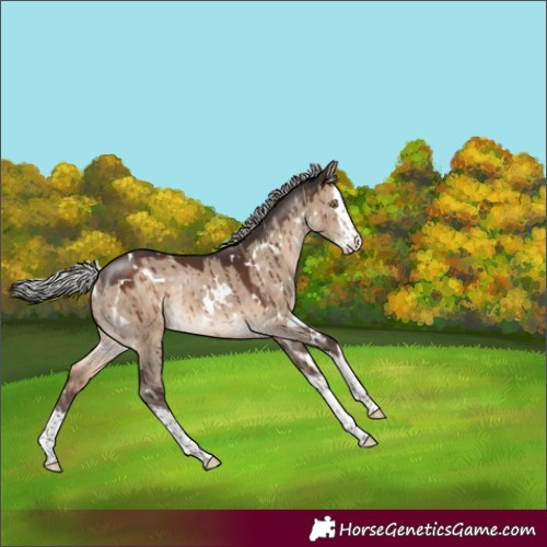 Horse Color:White Spotted Silver Brown Dun Splash Rabicano Brindle 
