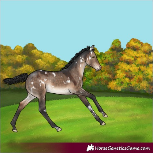 Horse Color:White Spotted Brown Dun Rabicano