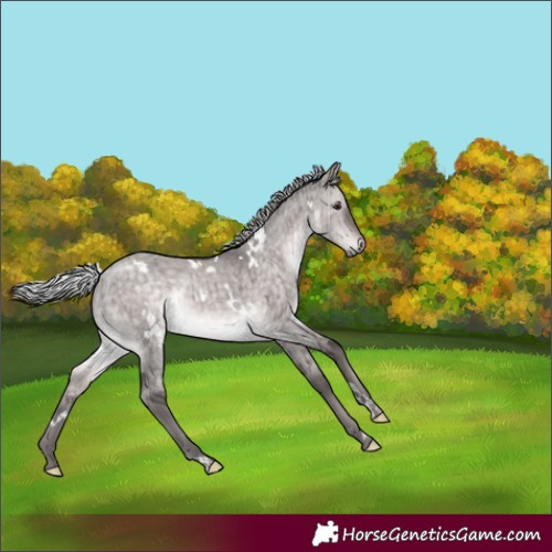Horse Color:Platinum White Spotted Silver Brown Dun Rabicano Brindle 