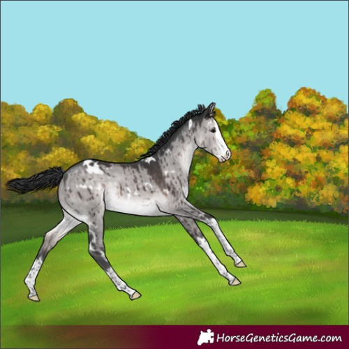 Horse Color:Platinum White Spotted Brown Dun Splash Rabicano Brindle 