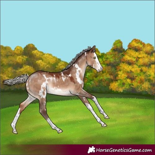 Horse Color:White Spotted Silver Brown Dun Splash Rabicano 