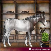 Horse Color:Powder White Brown Appaloosa 