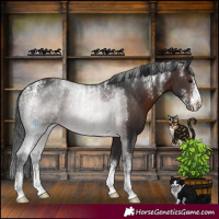 Horse Color:Powder White Brown Appaloosa