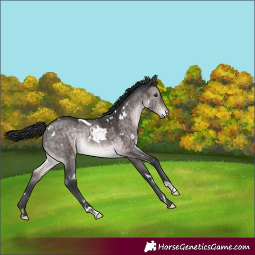 Horse Color:Platinum White Spotted Brown Dun Rabicano Brindle
