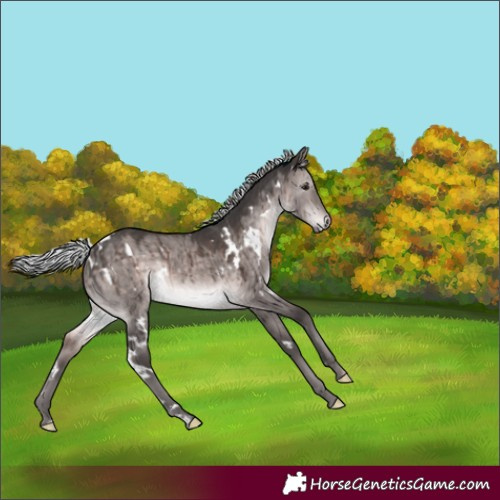Horse Color:Platinum White Spotted Silver Brown Dun Rabicano Brindle