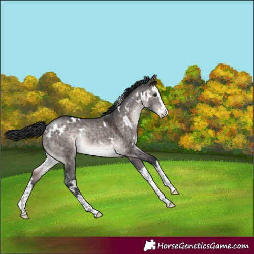 Horse Color:Platinum White Spotted Brown Dun Splash Rabicano 