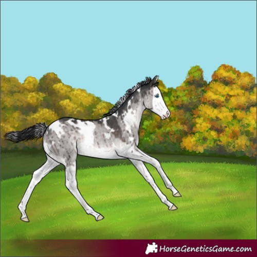 Horse Color:Platinum White Spotted Brown Dun Splash Rabicano Brindle 