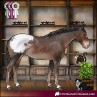 Horse Color:Liver Chestnut Appaloosa 