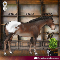 Horse Color:Liver Chestnut Appaloosa