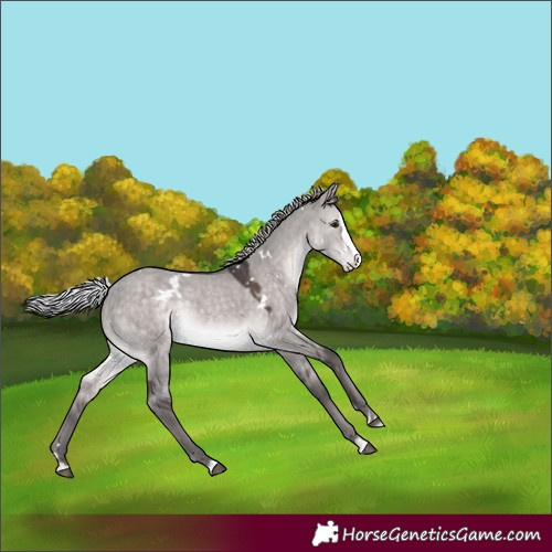 Horse Color:Platinum White Spotted Silver Brown Dun Splash Rabicano