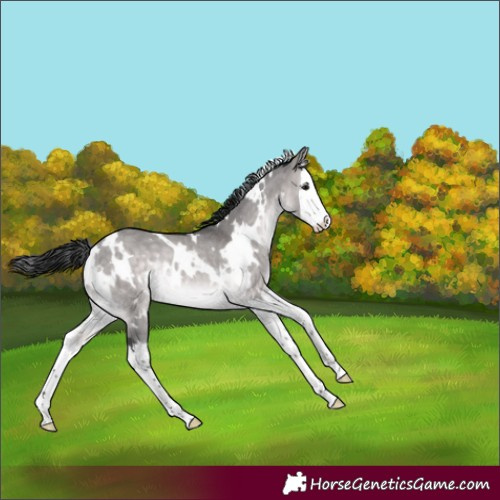 Horse Color:Platinum White Spotted Brown Dun Splash Rabicano