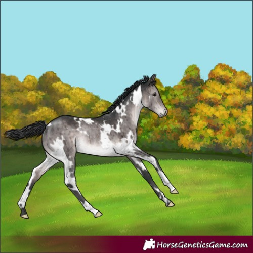 Horse Color:Platinum White Spotted Brown Dun Rabicano Brindle
