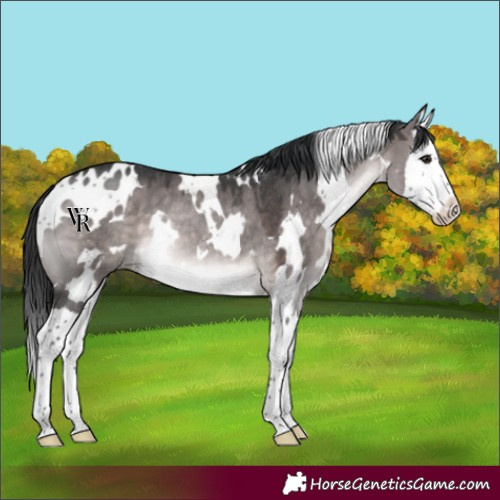Horse Color:Platinum White Spotted Brown Dun Splash Rabicano
