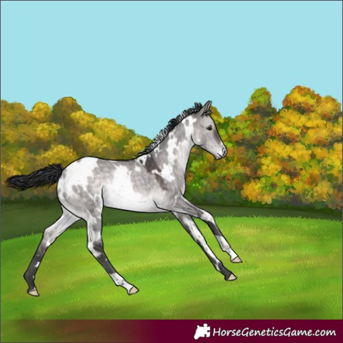 Horse Color:Platinum White Spotted Brown Dun Rabicano 