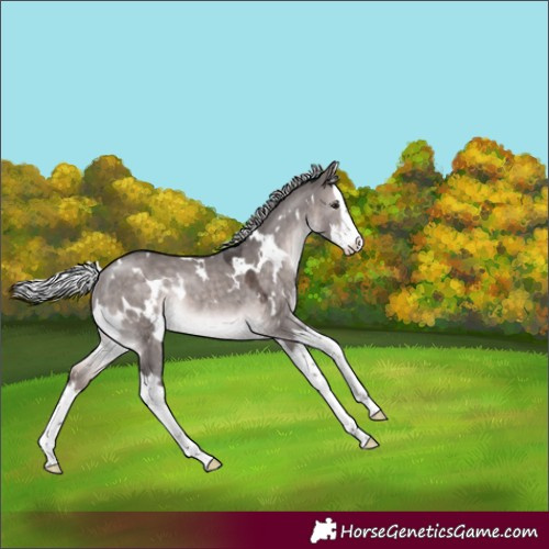 Horse Color:Platinum White Spotted Silver Brown Dun Splash Rabicano 