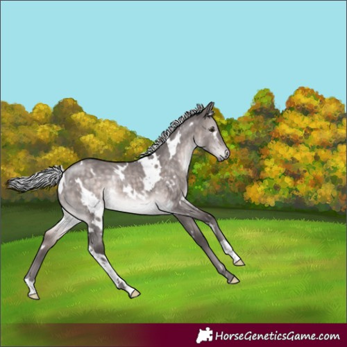 Horse Color:Platinum White Spotted Silver Brown Dun Rabicano
