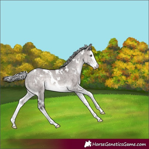Horse Color:Platinum White Spotted Silver Brown Dun Splash Rabicano