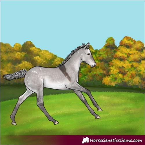 Horse Color:Platinum White Spotted Silver Brown Dun Rabicano 