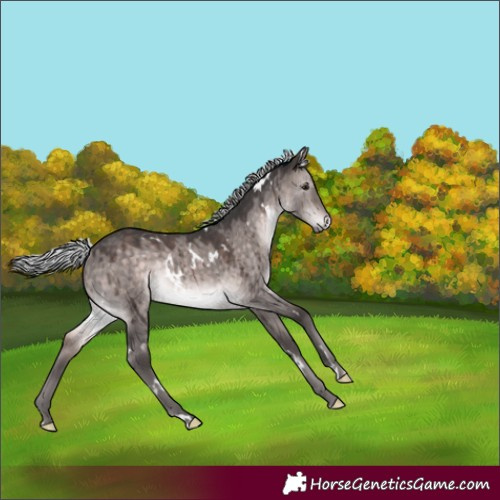 Horse Color:Platinum White Spotted Silver Brown Dun Rabicano Brindle 