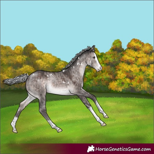 Horse Color:Platinum White Spotted Silver Brown Dun Splash Rabicano Brindle