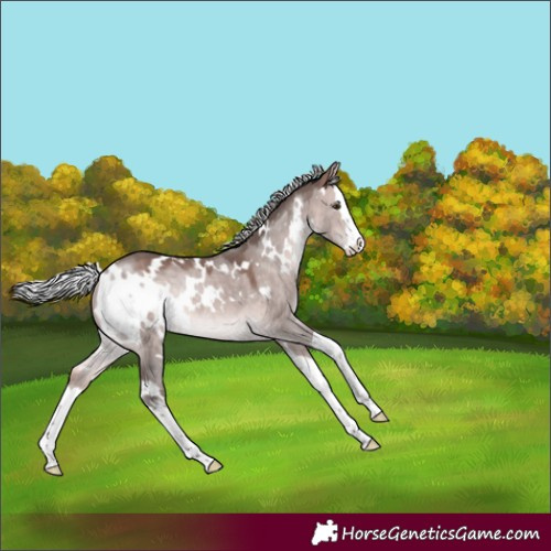 Horse Color:Platinum White Spotted Silver Bay Dun Splash Rabicano 