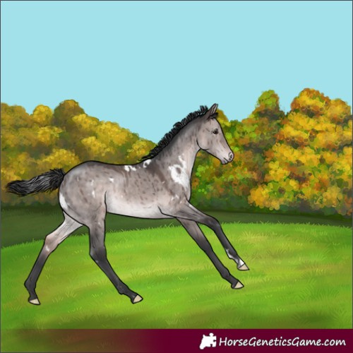 Horse Color:Platinum White Spotted Bay Dun Rabicano Brindle 