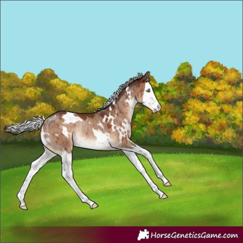 Horse Color:White Spotted Silver Brown Dun Splash Rabicano Brindle 
