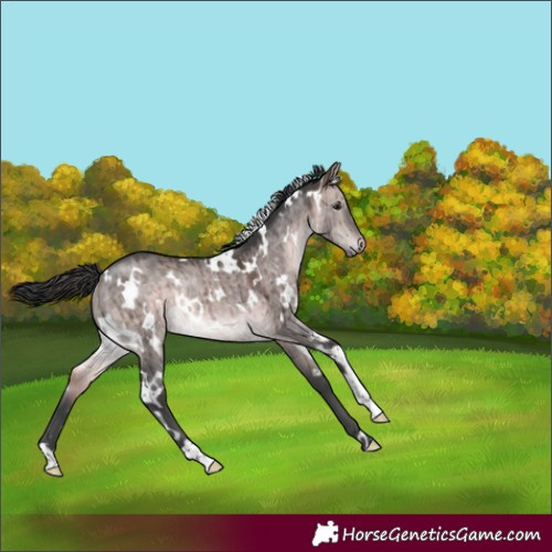 Horse Color:Platinum White Spotted Bay Dun Rabicano Brindle