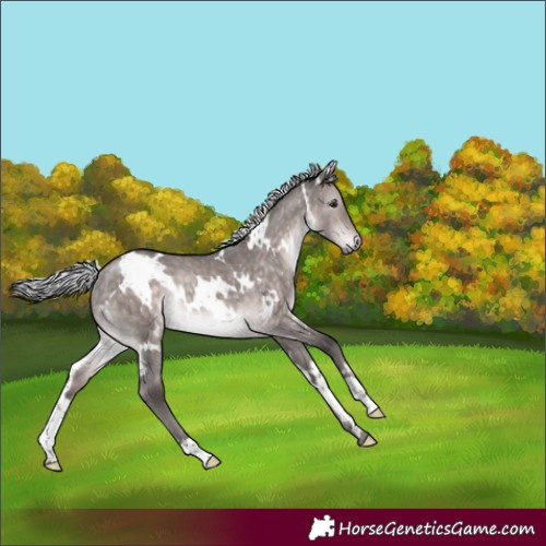 Horse Color:Platinum White Spotted Silver Brown Dun Rabicano Brindle