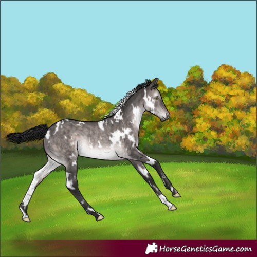 Horse Color:Gray Platinum White Spotted Bay Dun Rabicano Brindle