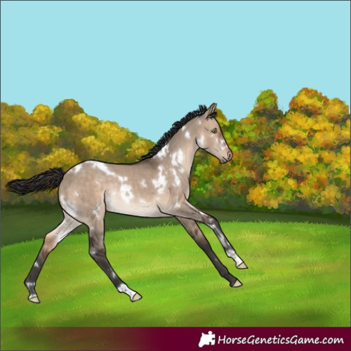 Horse Color:White Spotted Brown Dun Rabicano