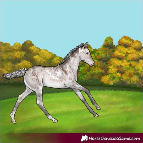 Horse Color:Platinum White Spotted Silver Bay Dun Rabicano Brindle 