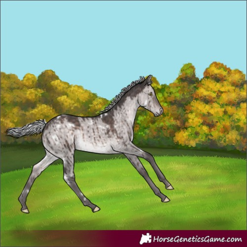 Horse Color:Platinum White Spotted Silver Brown Dun Rabicano Brindle