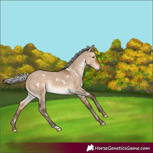 Horse Color:White Spotted Silver Bay Dun Rabicano 