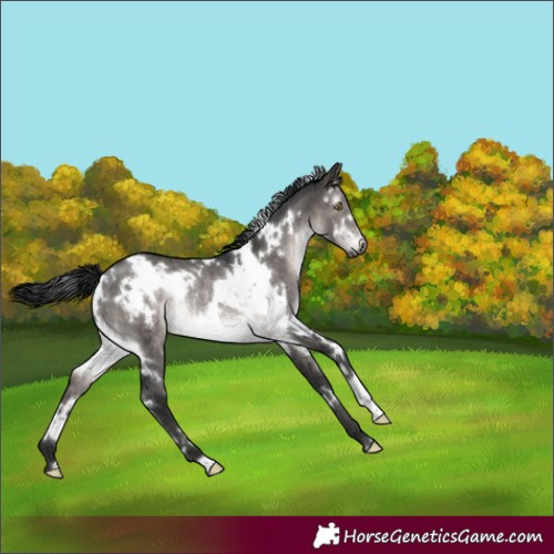 Horse Color:Gray Platinum White Spotted Brown Dun Rabicano