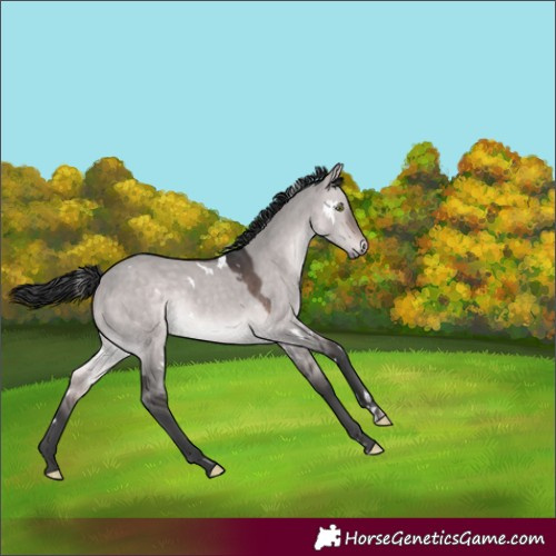 Horse Color:Platinum White Spotted Bay Dun Rabicano 