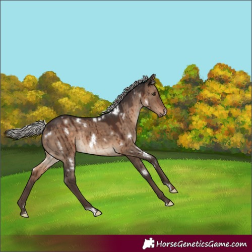 Horse Color:White Spotted Silver Brown Dun Rabicano Brindle 