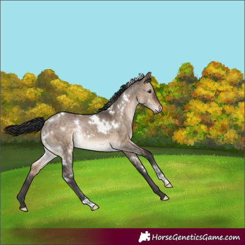 Horse Color:White Spotted Brown Dun Rabicano Brindle